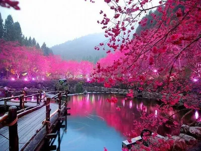 Весна в Японии: на след вишневых цветов | Блокнот путешественника | Дзен