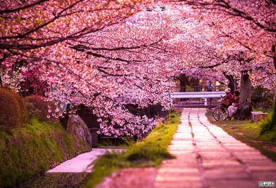 Весна Киото Японии стоковое фото. изображение насчитывающей вечер -  107004182