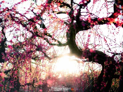 Вишневое Дерево Весна В Японии - Бесплатное фото на Pixabay - Pixabay