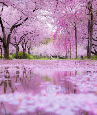 Инстаграм недели: весна в Японии :: Репост :: РБК.Стиль | Japanese blossom,  Beautiful nature wallpaper, Beautiful blooms