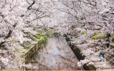 Картина Весна в Японии ᐉ Lana Svitlana ᐉ онлайн-галерея Molbert.