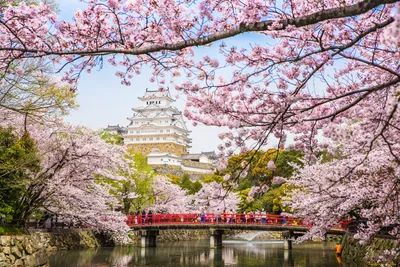Очарование весны в Японии: вишневые цветы, древние традиции.🌸 Путешествие  по садам, где каждый цветок – часть великой истории. Весна в… | Instagram