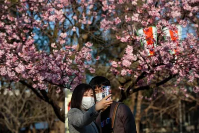 Весна В Японии — стоковые фотографии и другие картинки Фурисодэ - Фурисодэ,  Кимоно, Вишня - дерево - iStock