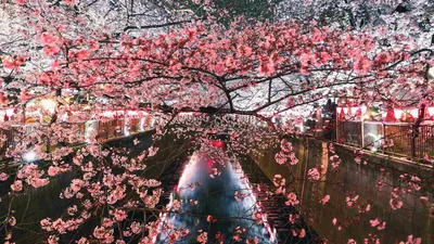 Тур «Японская весна - цветение сливы и ранней сакуры» - Япония  (Образовательный) 22 фев – 02 мар по цене от 3 280 $ · YouTravel.Me