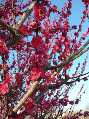 картинки : цвести, растение, цветок, весна, Япония, время года, вишня в  цвету, Сакура 2560x1600 - - 836281 - красивые картинки - PxHere
