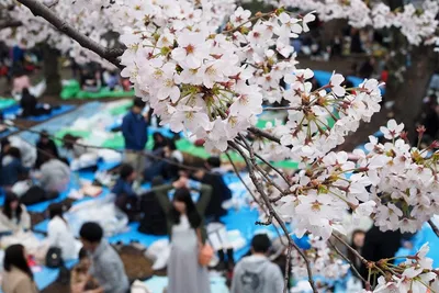 Весна в Японии редакционное фотография. изображение насчитывающей пейзаж -  30352807