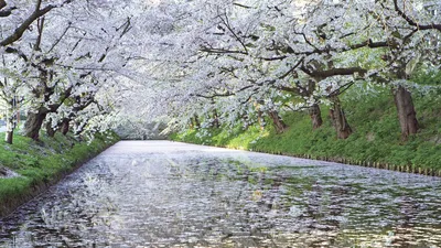 Весна в Японии VIP - Ветер Свободы. Эксклюзивные туры мечты