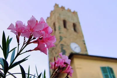Весна в Италии Древний город Noli Стоковое Изображение - изображение  насчитывающей цвести, валы: 133861381