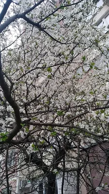 Закрытый «Японский сад», цветущая слива и растущий «Парк облаков».  Прогулялись по парку «Краснодар»