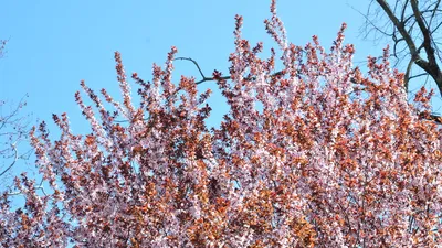 Метеоролог: настоящая весна придет в Краснодарский край не раньше 25 марта  | ОБЩЕСТВО | АиФ Краснодар