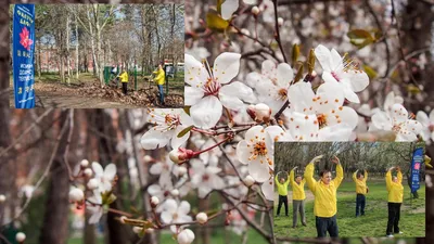 Весной в Краснодаре высадят около 300 тысяч цветов :: Krd.ru