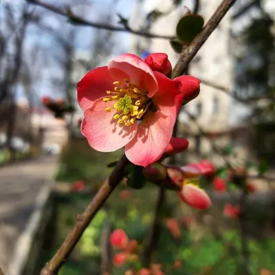 File:Весна в городе 19.png - Wikimedia Commons