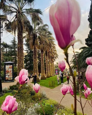 Весна в Краснодаре🌷 | Давай на Кубань | Дзен