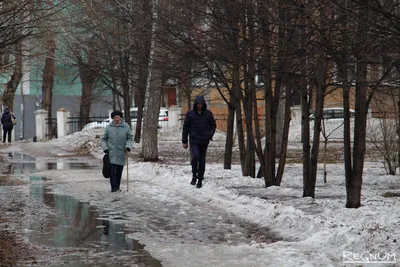 В Новосибирске зацвели первые цветы и распускаются листья - 17 апреля 2020  - НГС