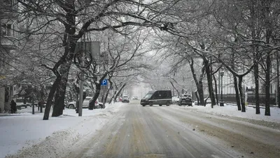 В Новосибирске замечены снегири, страдающие ожирением | ИА Красная Весна