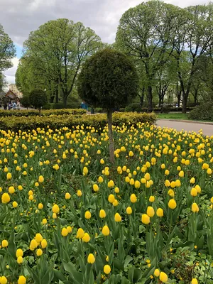 Красивая весна цветет около пруда в парке Keukenhof в Нидерландах Стоковое  Изображение - изображение насчитывающей довольно, бобра: 68155025