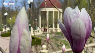 Фотография Нидерланды Keukenhof Lisse Весна Природа Тюльпаны парк