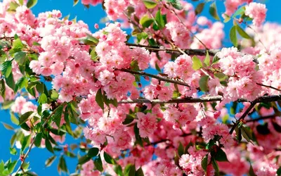 парк весна деревья цветут фон, парк, фон, деревья фон картинки и Фото для  бесплатной загрузки