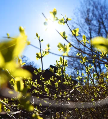 Где самая красивая весна. 17 нежных весенних фото из разных частей света