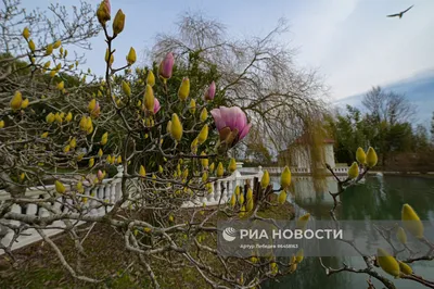 В Сочи весна, грядут длинные выходные, но вряд ли туристы поедут на юга -  обстановка на курорте | Любимый Сочи со всех сторон | Дзен
