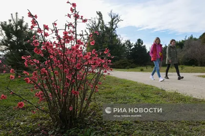 Сочи весной – что посмотреть и куда сходить, какая весна в Сочи