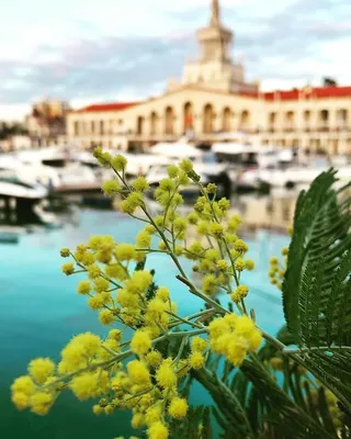 СОЧИ 🌴 АДЛЕР 🏂 КРАСНАЯ ПОЛЯНА on Instagram: “В Сочи пришла весна 🌺 😳 В  разных уголках нашего курорта, уже во всю цветет мимоза. Обычн… | Курорты,  Сочи, Туризм