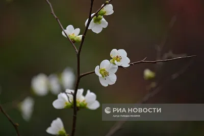 КУПИТЬ ГОСТИНИЧНЫЕ НОМЕРА В ОТЕЛЕ ВЕСНА В СОЧИ, АДЛЕР ПЛАНИРОВКИ НОМЕРОВ С  БАЛКОНАМИ, ПРОДАЖА ЭЛИТНЫХ ГОСТИНИЧНЫХ НОМЕРОВ В ВЕСНА СОЧИ, АДЛЕР У МОРЯ,  ГОСТИНИЧНЫЙ КОМПЛЕКС ВЕСНА \"VESNA HOTEL\" В СОЧИ, АДЛЕР -