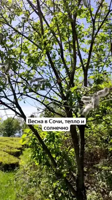 Весна в Сочи. Японский сад | Татьяна Сочи | Дзен