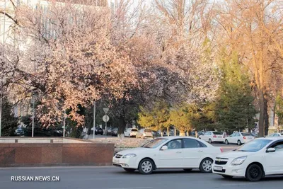 ФОТОФАКТ: Ранняя весна в Ташкенте