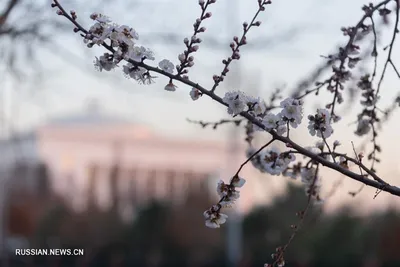 ФОТОФАКТ: Ранняя весна в Ташкенте