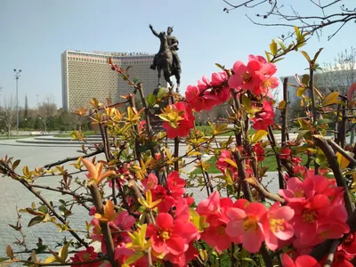 Весенний Ташкент | Пикабу