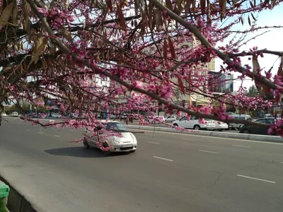 Ташкент весной - фото и картинки: 68 штук