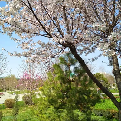 С чего начинается весна в Ташкенте? | Сияй, Ташкент! | Дзен