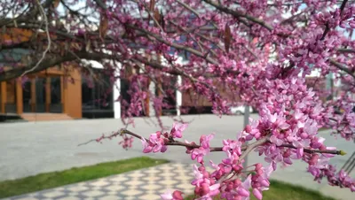 Весна в Ташкенте - фото цветущих улиц узбекской столицы