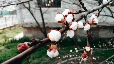 Ранняя весна в Ташкенте _russian.china.org.cn