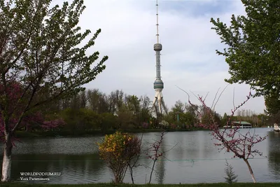 Весна в Ташкенте . - Ташкент - наша Родина | Facebook