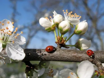 Весна в украине фото фотографии