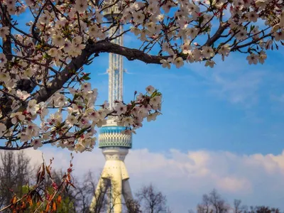 Весна в Узбекистане Фестиваль весны Navruz Цветя деревья около мечети Bibi  Khanum, Самарканда Стоковое Изображение - изображение насчитывающей  ведущего, достопримечательностью: 144459597