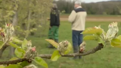 Собор Нотр-Дам в вишневом цвете Весна в Париже Франции Стоковое Изображение  - изображение насчитывающей город, праздник: 144885435