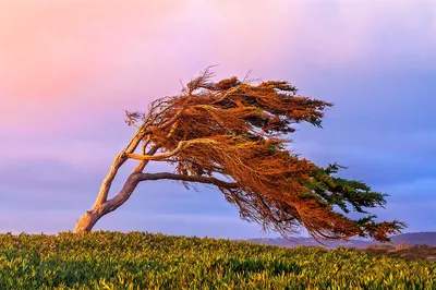 Ветер: что это такое, как образуется, виды, сила ветра, фото и видео -  Научно-популярный журнал: «Как и Почему»