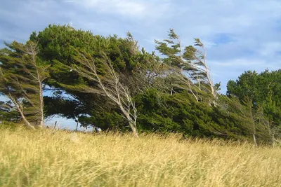 Сильный ветер с моря - 65 фото