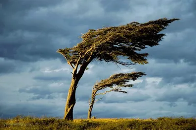 File:Деревья на ветру.jpg - Wikipedia