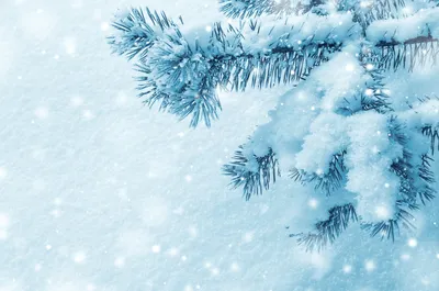Фотографии ветки ели в снегу: запечатлейте зимние моменты в высоком качестве