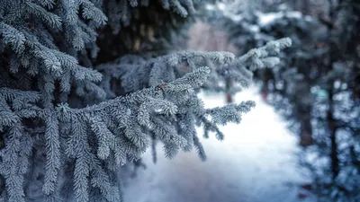 Фотографии ветки ели в снегу: подарите себе и своим близким красоту природы