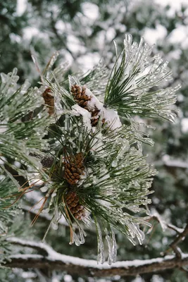 Фото Ветка ели в снегу: прекрасные изображения для бесплатного скачивания