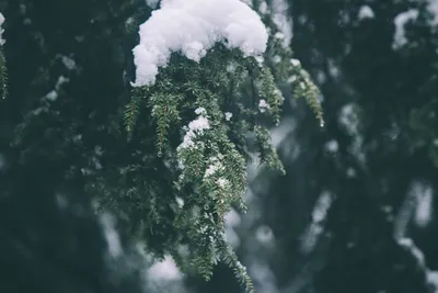 Фотографии ветки ели в снегу: добавьте зимнего настроения в свою жизнь