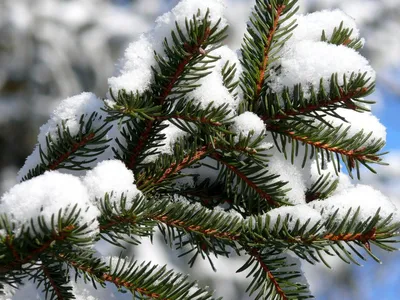 Фон с веткой ели в снегу: повесьте красивые обои и создайте уютную атмосферу