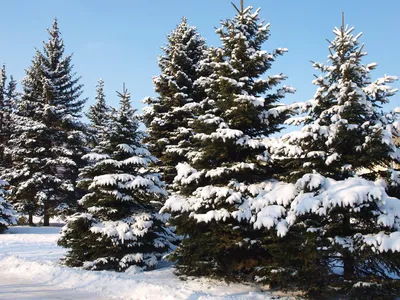 Ветка ели в снегу: красота природы в наилучшем качестве