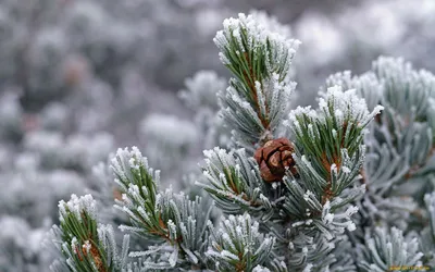 Фото ветки ели в снегу: захватывающие кадры для вашего воображения