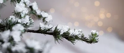Ветка ели в снегу: природный шедевр, доступный для вас в нескольких форматах